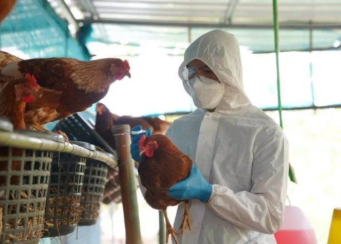 Lào phát hiện dịch cúm gia cầm H5N1 - Ảnh 1. Lào phát hiện dịch cúm gia cầm H5N1 - Ảnh 1.