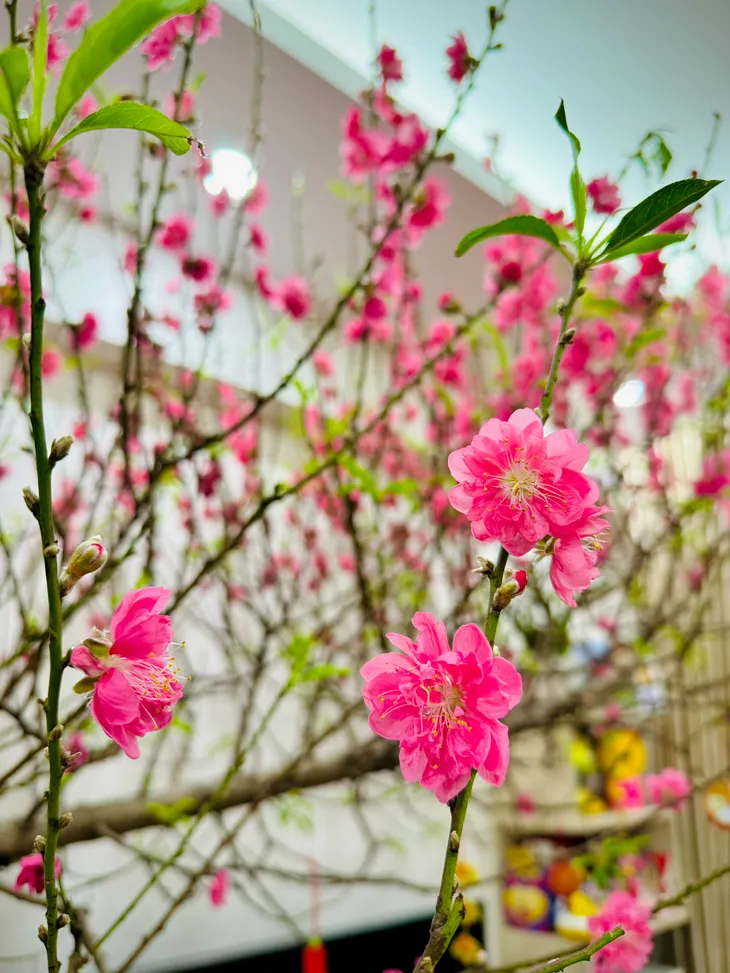 Cách chăm sóc cành đào nở đẹp đúng 3 ngày Tết - Ảnh 3. Cách chăm sóc cành đào nở đẹp đúng 3 ngày Tết - Ảnh 3.
