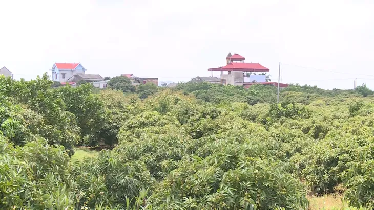 Bắc Giang: Nỗ lực xóa hết nhà tạm, nhà dột nát trong năm 2024 - Ảnh 3.