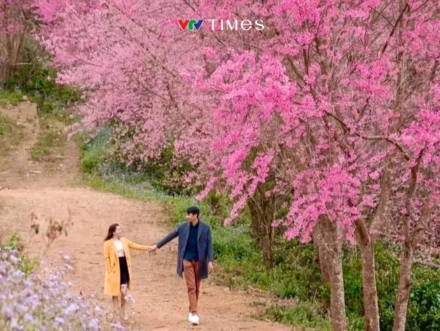 Đà Lạt: Hoa đào nở muộn “nhuộm hồng” thành phố mộng mơ - Ảnh 3. Đà Lạt: Hoa đào nở muộn “nhuộm hồng” thành phố mộng mơ - Ảnh 3.