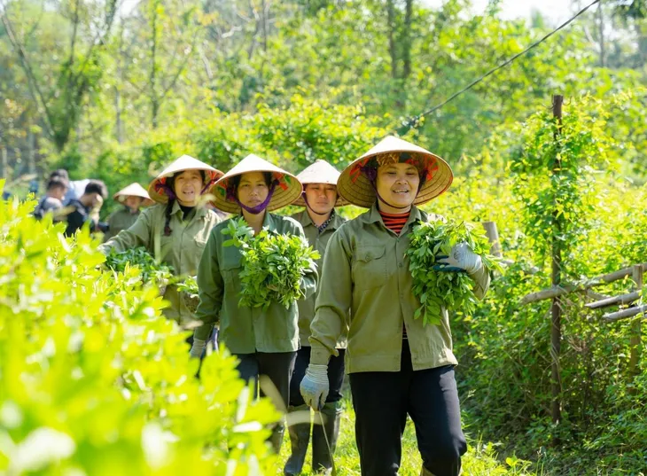 Bảo tồn và phát huy kho báu thuốc nam tại Ninh Bình - Ảnh 1. Bảo tồn và phát huy kho báu thuốc nam tại Ninh Bình - Ảnh 1.
