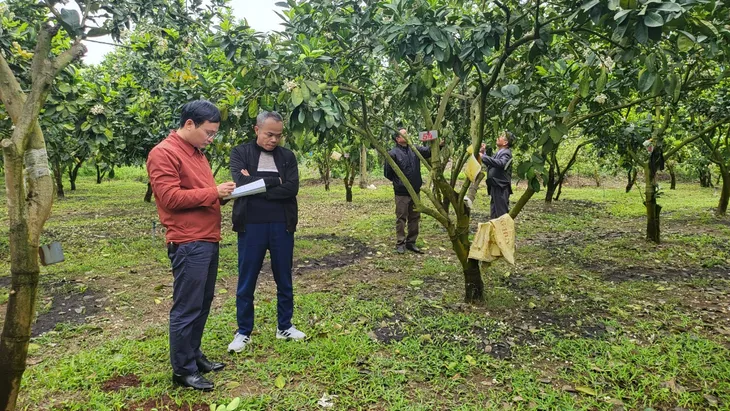 Đưa bưởi Diễn sang châu Âu – Kỳ vọng những mùa quả ngọt - Ảnh 4. Đưa bưởi Diễn sang châu Âu – Kỳ vọng những mùa quả ngọt - Ảnh 4.