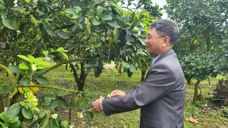 Đưa bưởi Diễn sang châu Âu – Kỳ vọng những mùa quả ngọt - Ảnh 3. Đưa bưởi Diễn sang châu Âu – Kỳ vọng những mùa quả ngọt - Ảnh 3.