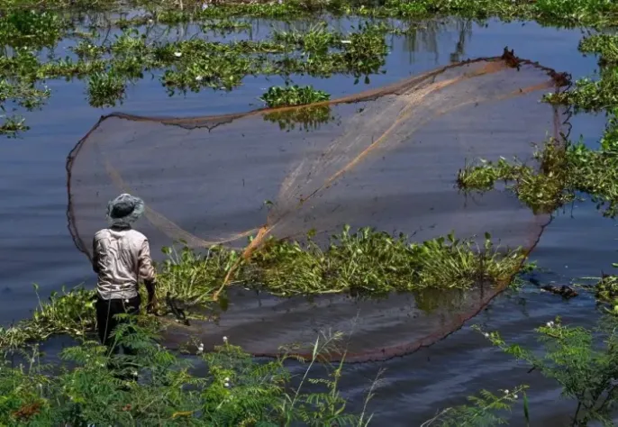 20% loài cá trên sông Mekong đối mặt nguy cơ tuyệt chủng - Ảnh 1.