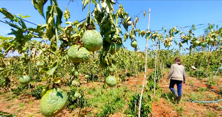 Gia Lai: 600 cây cà phê và chanh dây bị kẻ gian hủy hoại - Ảnh 1. Gia Lai: 600 cây cà phê và chanh dây bị kẻ gian hủy hoại - Ảnh 1.