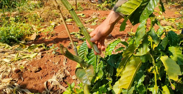 Gia Lai: 600 cây cà phê và chanh dây bị kẻ gian hủy hoại - Ảnh 2. Gia Lai: 600 cây cà phê và chanh dây bị kẻ gian hủy hoại - Ảnh 2.