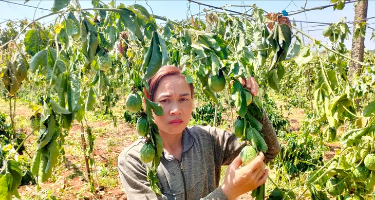 Gia Lai: 600 cây cà phê và chanh dây bị kẻ gian hủy hoại - Ảnh 3. Gia Lai: 600 cây cà phê và chanh dây bị kẻ gian hủy hoại - Ảnh 3.