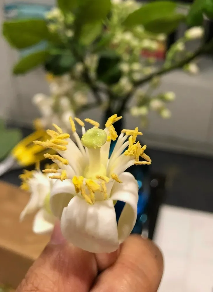 Mùa hoa bưởi tháng 3 - Ảnh 5.