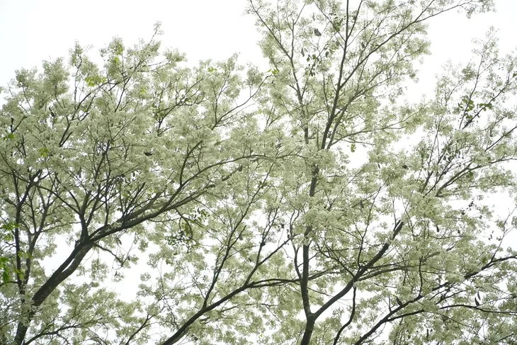 Người dân Hà Nội ngỡ ngàng trước những cây hoa sưa khoe sắc - Ảnh 8. Người dân Hà Nội ngỡ ngàng trước những cây hoa sưa khoe sắc - Ảnh 8.