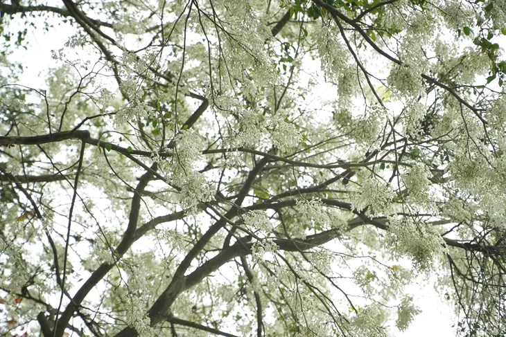 Người dân Hà Nội ngỡ ngàng trước những cây hoa sưa khoe sắc - Ảnh 6. Người dân Hà Nội ngỡ ngàng trước những cây hoa sưa khoe sắc - Ảnh 6.