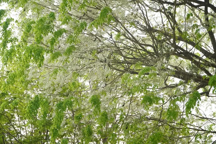 Người dân Hà Nội ngỡ ngàng trước những cây hoa sưa khoe sắc - Ảnh 4. Người dân Hà Nội ngỡ ngàng trước những cây hoa sưa khoe sắc - Ảnh 4.