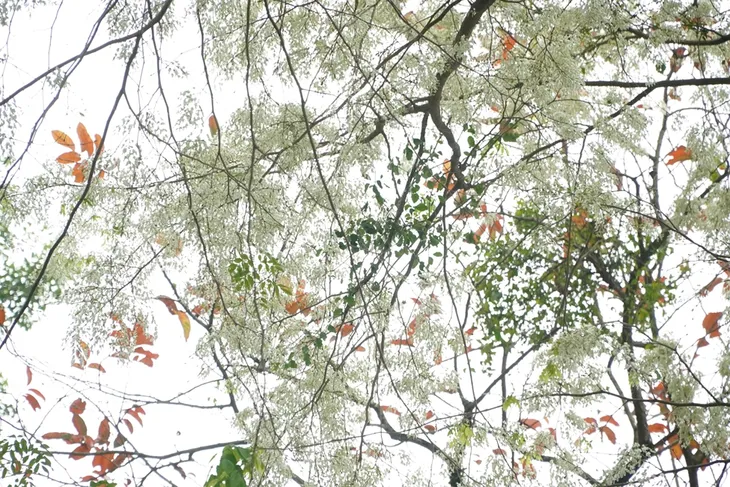 Người dân Hà Nội ngỡ ngàng trước những cây hoa sưa khoe sắc - Ảnh 1. Người dân Hà Nội ngỡ ngàng trước những cây hoa sưa khoe sắc - Ảnh 1.