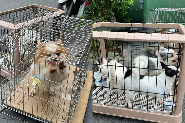 Nuôi chó tại chung cư: Khi tình yêu thú cưng va chạm tình làng nghĩa xóm - Ảnh 1. Nuôi chó tại chung cư: Khi tình yêu thú cưng va chạm tình làng nghĩa xóm - Ảnh 1.