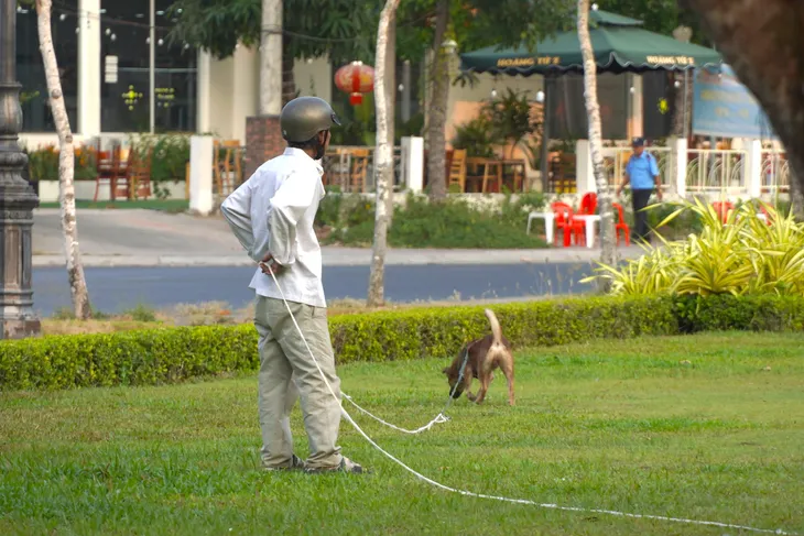 Cần Thơ nhiều chó ở  thả rông không đeo rọ mõm - Ảnh 4.