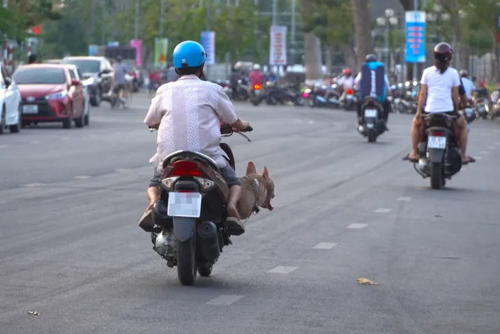 Cần Thơ nhiều chó ở  thả rông không đeo rọ mõm - Ảnh 5.