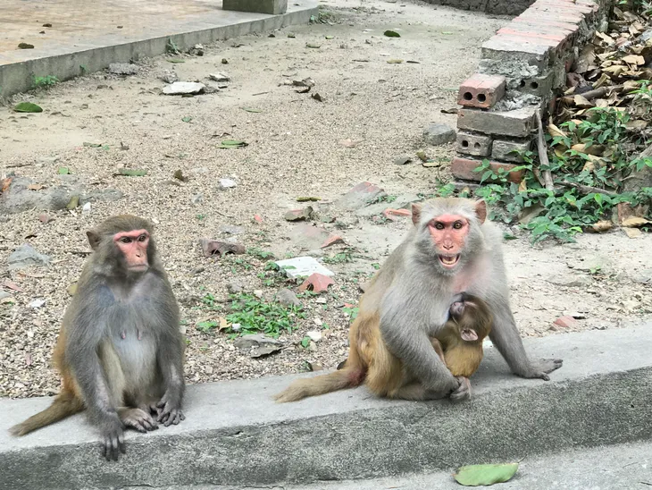 Đảo Rều - ngôi nhà của những chú khỉ hiến thân cho khoa học - Ảnh 11. Đảo Rều - ngôi nhà của những chú khỉ hiến thân cho khoa học - Ảnh 11.