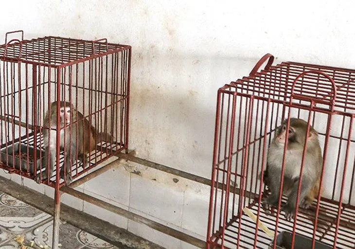 Đảo Rều - ngôi nhà của những chú khỉ hiến thân cho khoa học - Ảnh 4. Đảo Rều - ngôi nhà của những chú khỉ hiến thân cho khoa học - Ảnh 4.