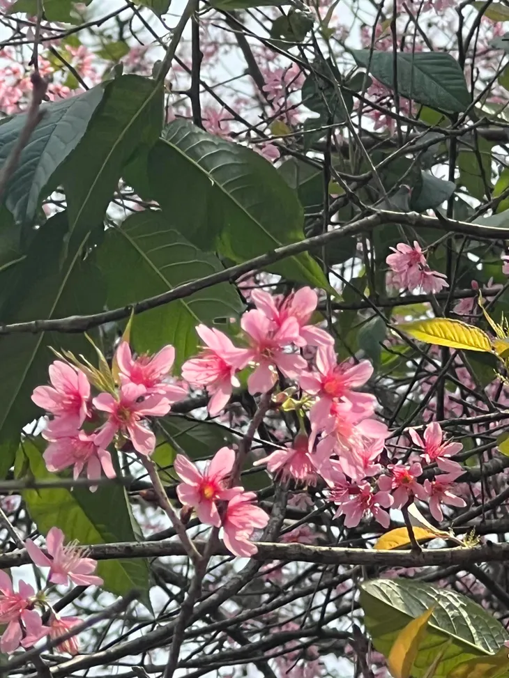 Tháng Tư - mai anh đào muộn màng khoe sắc - Ảnh 5. Tháng Tư - mai anh đào muộn màng khoe sắc - Ảnh 5.