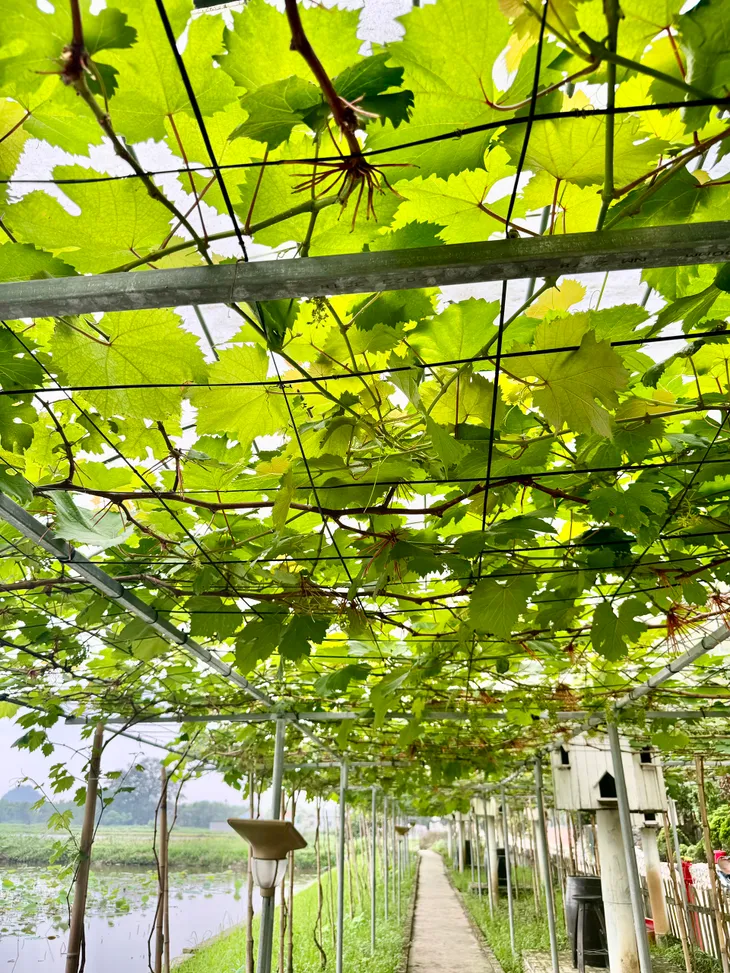 Du lịch gần lên ngôi, Hang Múa trở thành địa điểm hút khách du lịch dịp 30/4-1/5 - Ảnh 4. Du lịch gần lên ngôi, Hang Múa trở thành địa điểm hút khách du lịch dịp 30/4-1/5 - Ảnh 4.