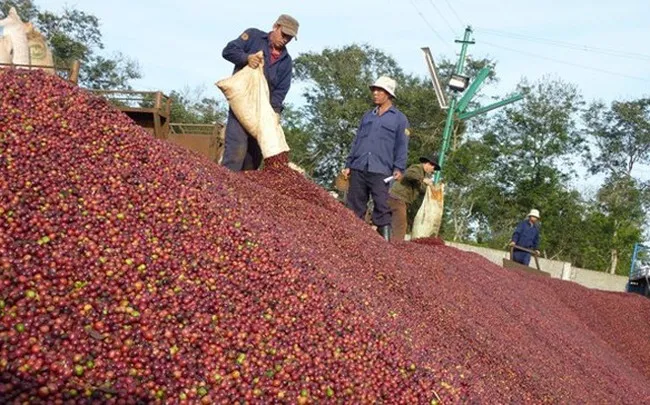 Giá cà phê trong nước liên tiếp thiết lập kỷ lục - Ảnh 1. Giá cà phê trong nước liên tiếp thiết lập kỷ lục - Ảnh 1.