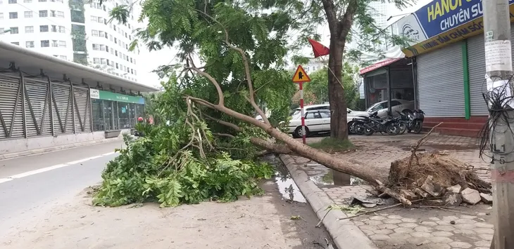 Hà Nội cắt dọn cây đổ trong đêm - Ảnh 9. Hà Nội cắt dọn cây đổ trong đêm - Ảnh 9.