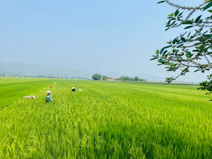 Ngắm hoàng hôn trên cánh đồng lớn nhất Tây Bắc - Ảnh 2.