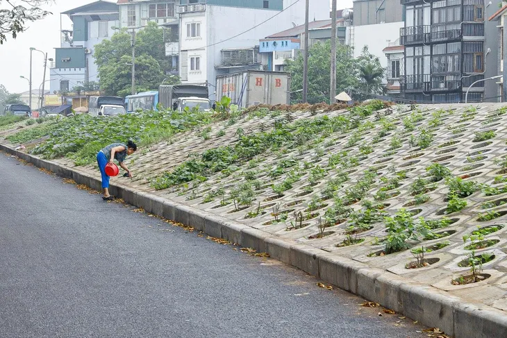 Người dân Thủ đô trồng rau sạch ở hốc bê tông bên triền đê - Ảnh 1.