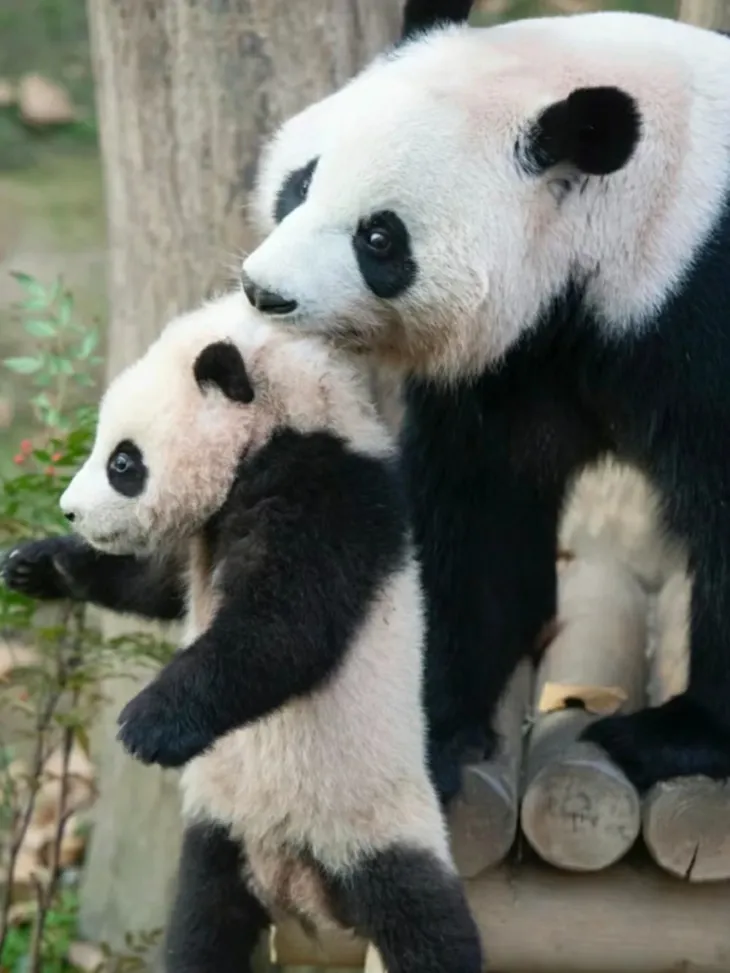 “Công chúa gấu trúc” Fubao lần đầu xuất hiện sau khi được 6.000 người Hàn tiễn về quê - Ảnh 1. “Công chúa gấu trúc” Fubao lần đầu xuất hiện sau khi được 6.000 người Hàn tiễn về quê - Ảnh 1.