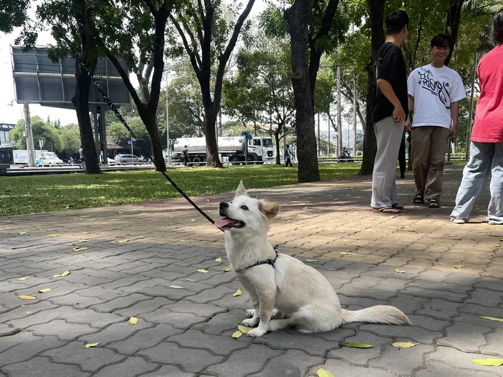 TP Hồ Chí Minh: Chủ nuôi đồng tình đề xuất đăng ký, tiêm vaccine chó mèo - Ảnh 3. TP Hồ Chí Minh: Chủ nuôi đồng tình đề xuất đăng ký, tiêm vaccine chó mèo - Ảnh 3.