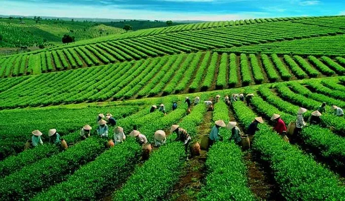Hương săc Tân Uyên - Một điểm nhớ - Ảnh 1. Hương săc Tân Uyên - Một điểm nhớ - Ảnh 1.