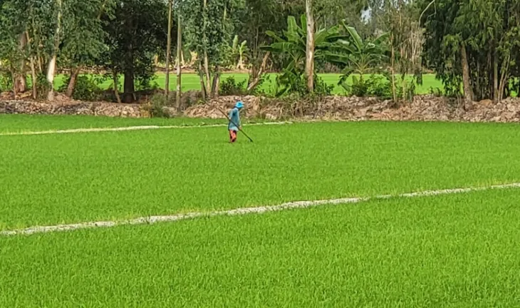 Độ mặn giảm, nông dân Hậu Giang phấn khởi - Ảnh 1.