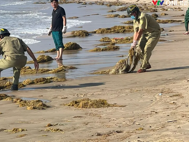 Bình Thuận: Khẩn trương thu gom dầu thải trôi dạt từ biển vào - Ảnh 1. Bình Thuận: Khẩn trương thu gom dầu thải trôi dạt từ biển vào - Ảnh 1.
