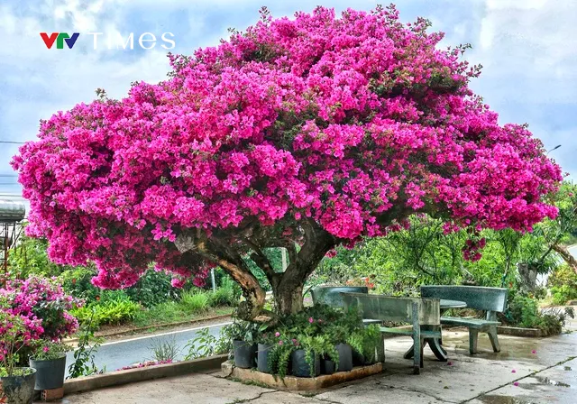 Cây hoa giấy 35 năm tuổi bung nở thu hút du khách ở Đà Lạt - Ảnh 3. Cây hoa giấy 35 năm tuổi bung nở thu hút du khách ở Đà Lạt - Ảnh 3.