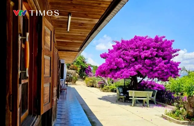 Cây hoa giấy 35 năm tuổi bung nở thu hút du khách ở Đà Lạt - Ảnh 2. Cây hoa giấy 35 năm tuổi bung nở thu hút du khách ở Đà Lạt - Ảnh 2.