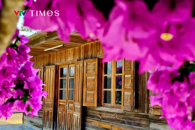 Cây hoa giấy 35 năm tuổi bung nở thu hút du khách ở Đà Lạt - Ảnh 4. Cây hoa giấy 35 năm tuổi bung nở thu hút du khách ở Đà Lạt - Ảnh 4.