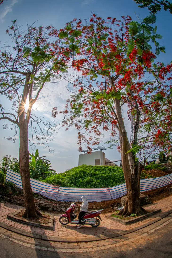 Nồng nàn sắc hoa mùa hạ - Ảnh 6. Nồng nàn sắc hoa mùa hạ - Ảnh 6.