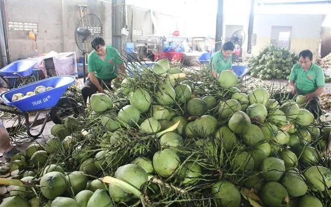 Giá dừa Bến Tre tăng gấp 3 lần - Ảnh 1. Giá dừa Bến Tre tăng gấp 3 lần - Ảnh 1.
