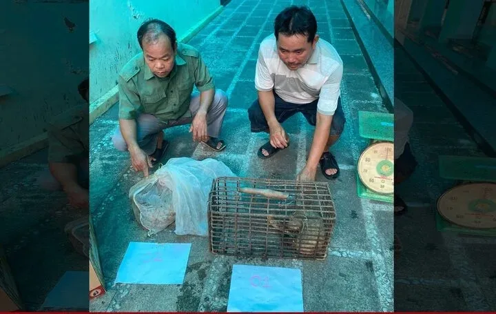 Bắt giữ 2 đối tượng mua bán 2 cá thể tê tê Java nguy cấp, quý hiếm - Ảnh 1. Bắt giữ 2 đối tượng mua bán 2 cá thể tê tê Java nguy cấp, quý hiếm - Ảnh 1.