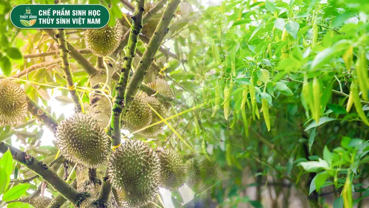 Phân bón Thuỷ Sính - Nhà sản xuất đáng tin cậy cho mọi nhà nông - Ảnh 4. Phân bón Thuỷ Sính - Nhà sản xuất đáng tin cậy cho mọi nhà nông - Ảnh 4.