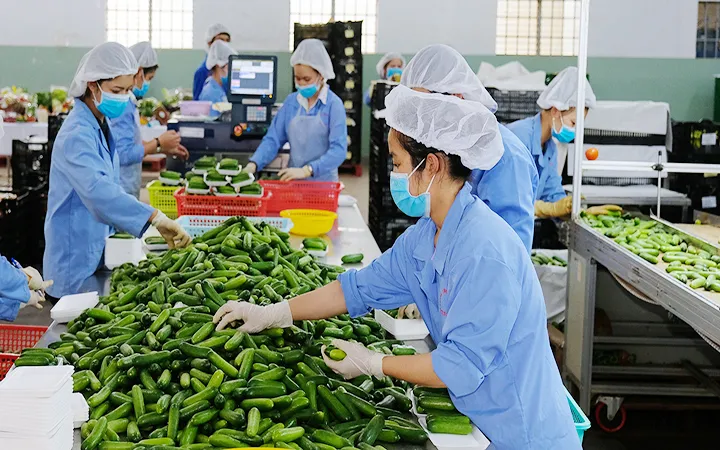 Hàng Việt xuất khẩu đáp ứng tiêu chuẩn xanh để tiến xa - Ảnh 1. Hàng Việt xuất khẩu đáp ứng tiêu chuẩn xanh để tiến xa - Ảnh 1.
