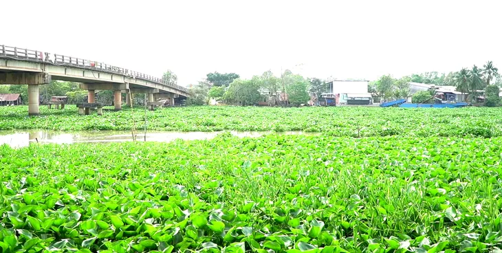 Long An: Lục bình xuất hiện tràn ngập kênh rạch, gây tắc nghẽn giao thông thủy - Ảnh 1. Long An: Lục bình xuất hiện tràn ngập kênh rạch, gây tắc nghẽn giao thông thủy - Ảnh 1.