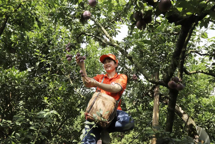 Mộc Châu: Sôi nổi Ngày hội hái quả Mận hậu năm 2024 - Ảnh 6. Mộc Châu: Sôi nổi Ngày hội hái quả Mận hậu năm 2024 - Ảnh 6.
