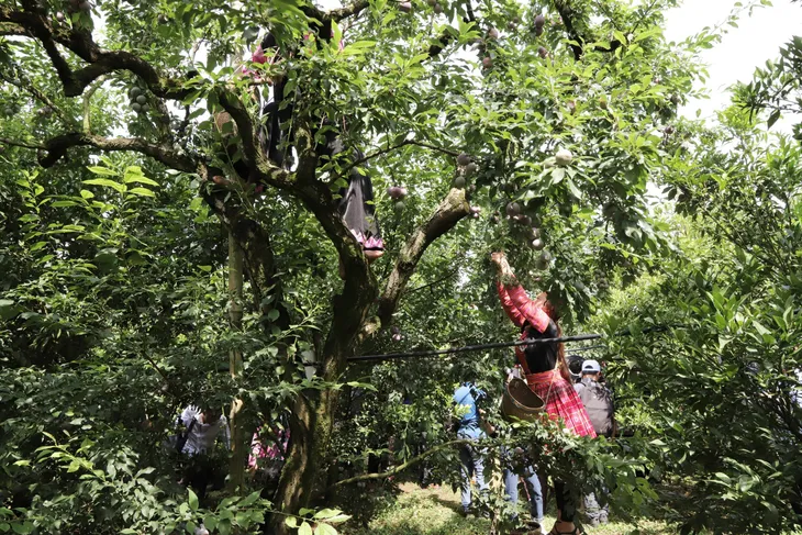 Mộc Châu: Sôi nổi Ngày hội hái quả Mận hậu năm 2024 - Ảnh 4. Mộc Châu: Sôi nổi Ngày hội hái quả Mận hậu năm 2024 - Ảnh 4.