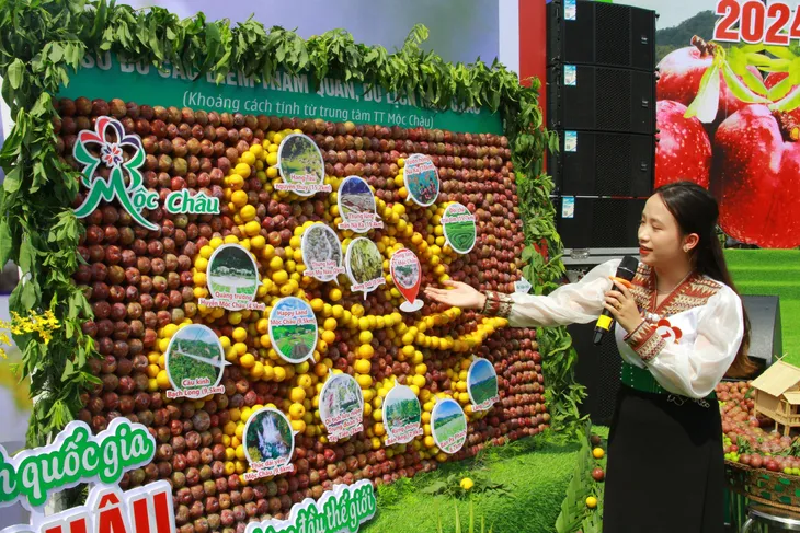 Mộc Châu: Sôi nổi Ngày hội hái quả Mận hậu năm 2024 - Ảnh 2. Mộc Châu: Sôi nổi Ngày hội hái quả Mận hậu năm 2024 - Ảnh 2.
