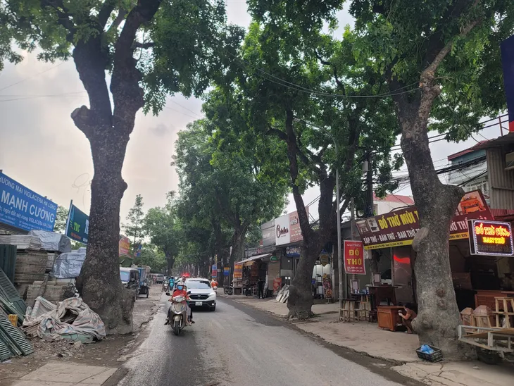Hàng xà cừ cổ thụ buộc phải cắt ngọn, đánh chuyển trên đường 70 kéo dài - Ảnh 1. Hàng xà cừ cổ thụ buộc phải cắt ngọn, đánh chuyển trên đường 70 kéo dài - Ảnh 1.