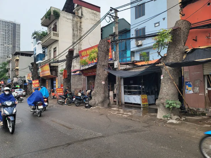 Hàng xà cừ cổ thụ buộc phải cắt ngọn, đánh chuyển trên đường 70 kéo dài - Ảnh 5. Hàng xà cừ cổ thụ buộc phải cắt ngọn, đánh chuyển trên đường 70 kéo dài - Ảnh 5.