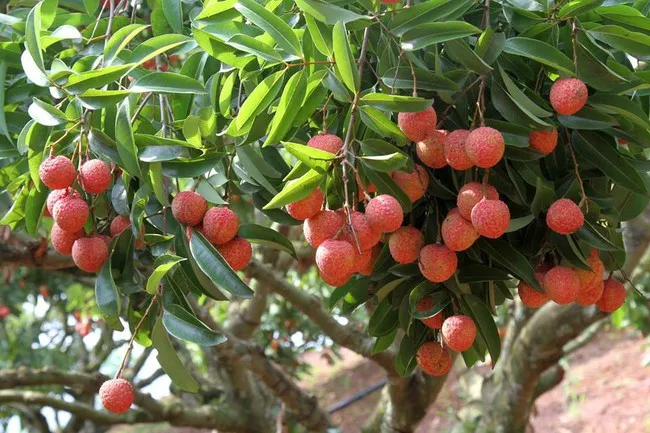 Lo ngại nguồn cung nông sản không đủ cho xuất khẩu - Ảnh 1. Lo ngại nguồn cung nông sản không đủ cho xuất khẩu - Ảnh 1.