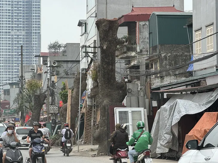 Hàng xà cừ cổ thụ buộc phải cắt ngọn, đánh chuyển trên đường 70 kéo dài - Ảnh 6. Hàng xà cừ cổ thụ buộc phải cắt ngọn, đánh chuyển trên đường 70 kéo dài - Ảnh 6.
