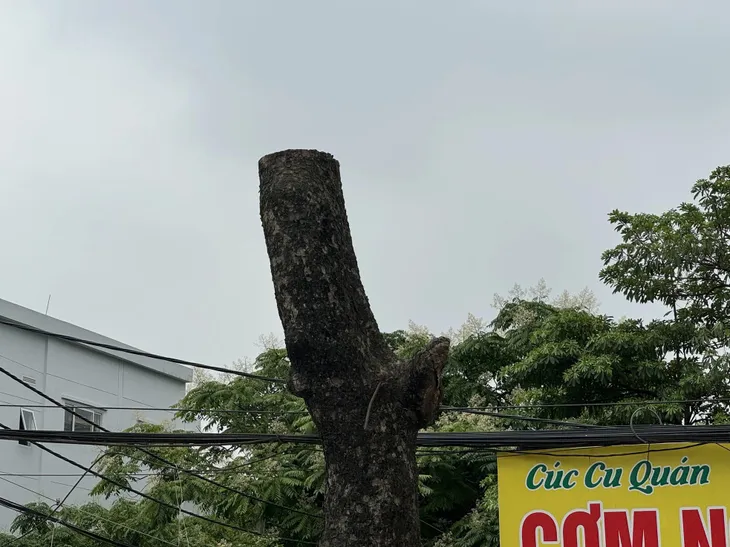 Hàng xà cừ cổ thụ buộc phải cắt ngọn, đánh chuyển trên đường 70 kéo dài - Ảnh 2. Hàng xà cừ cổ thụ buộc phải cắt ngọn, đánh chuyển trên đường 70 kéo dài - Ảnh 2.