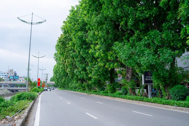 Hình ảnh hàng xà cừ cổ thụ xanh mát trên đường Láng - Ảnh 10.